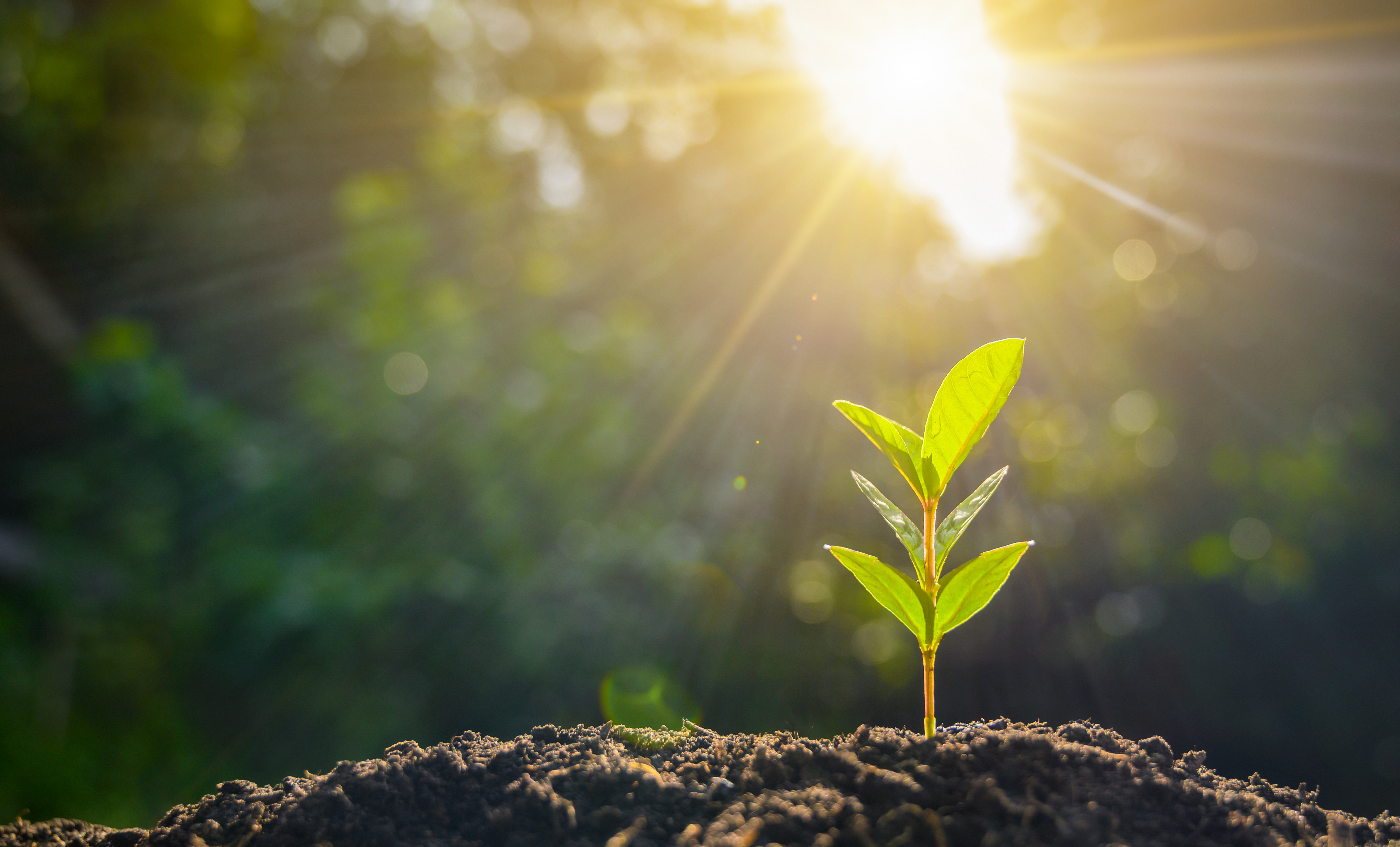 marcas com proposito