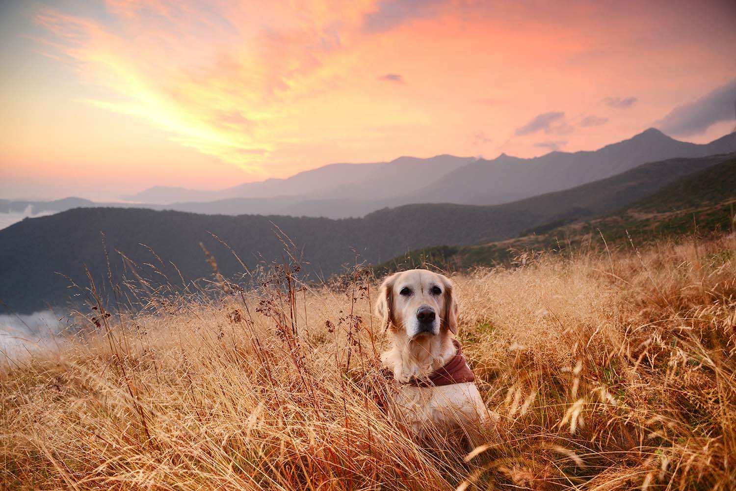 kuluttajadata mediamainonta lemmikit